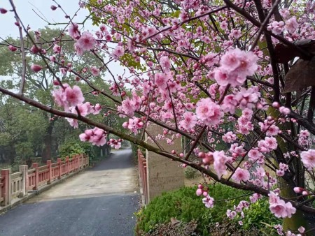 合庆镇向东村 随时看房·