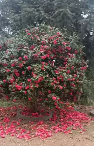 独栋  胜似别墅 随时看房·