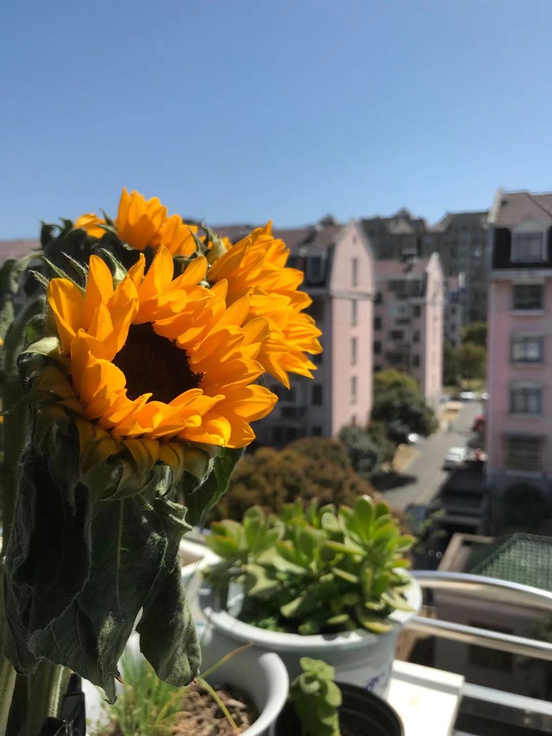 上海浦东新区唐人苑 随时看房·