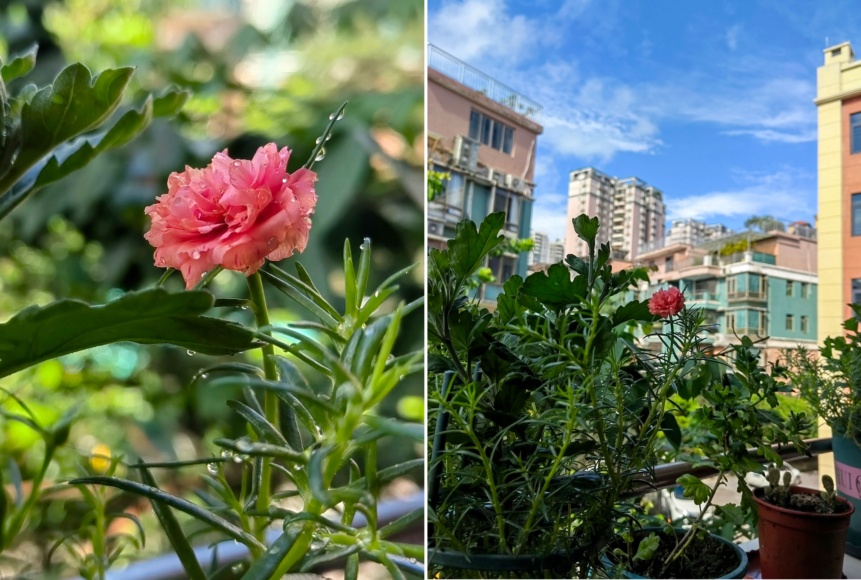 假日豪苑 随时看房·