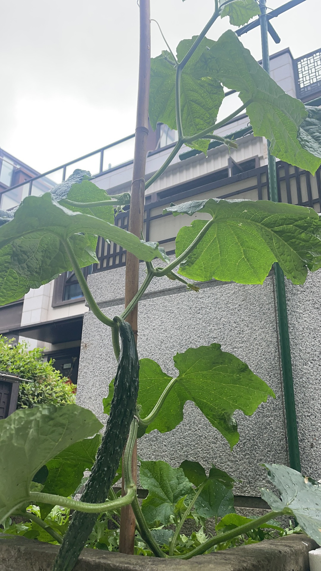 樾山半岛）