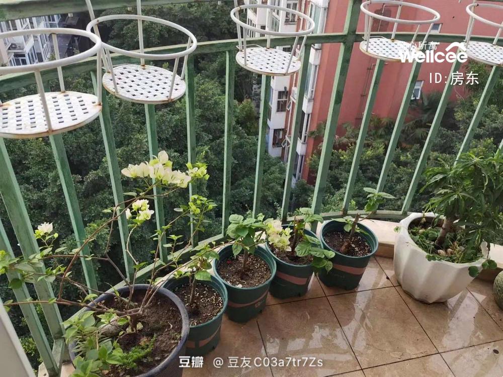 美洲花园 随时看房·