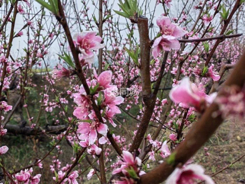 魏家庄自建房 11居室 2200元/月